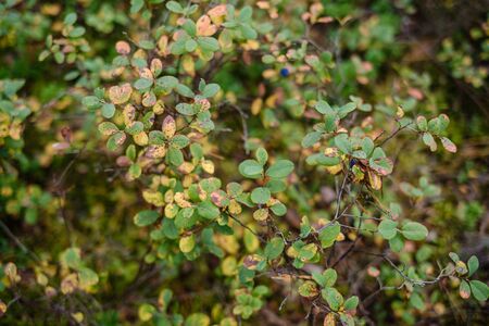 blur background tree leaves in wet autumn. foliage details in nature abstract patternの写真素材