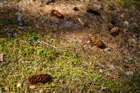 abstract texture from natural materials in wet autumn day foliage backgroundの写真素材
