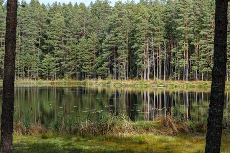 small forest lake in countryside with water reflections in calm water. place for meditationの写真素材
