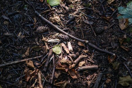 chaotic lush forest detail abstract texture of old and new wood trunks. trees with green foliage in autumn wet dayの写真素材