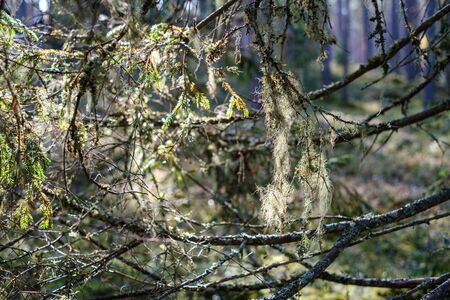 chaotic lush forest detail abstract texture of old and new wood trunks. trees with green foliage in autumn wet dayの写真素材