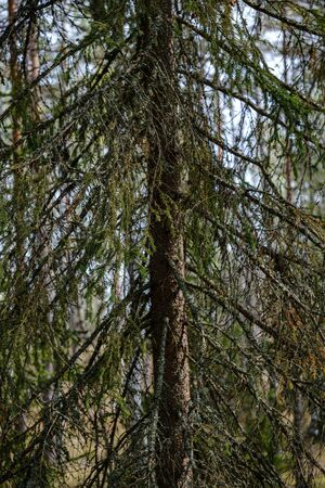 spruce tree with cones in autumn. wet dayの写真素材
