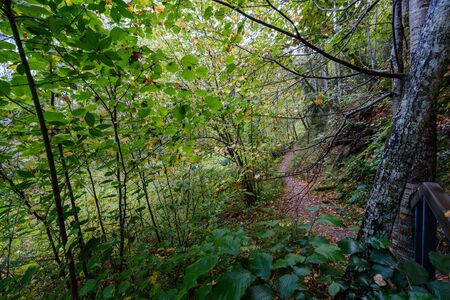chaotic lush forest detail abstract texture of old and new wood trunks. trees with green foliage in autumn wet dayの写真素材