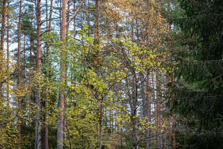chaotic lush forest detail abstract texture of old and new wood trunks. trees with green foliage in autumn wet dayの写真素材