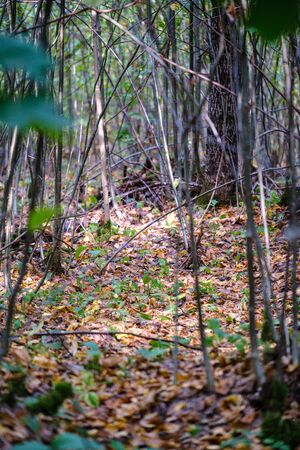 chaotic lush forest detail abstract texture of old and new wood trunks. trees with green foliage in autumn wet dayの写真素材