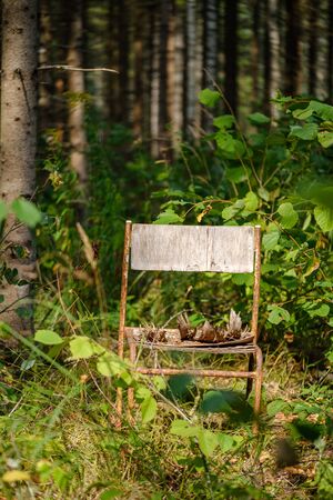 old wooden metal chair in the green forest in summerの写真素材