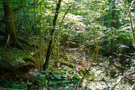 chaotic lush forest detail abstract texture of old and new wood trunks. trees with green foliage in autumn wet dayの写真素材
