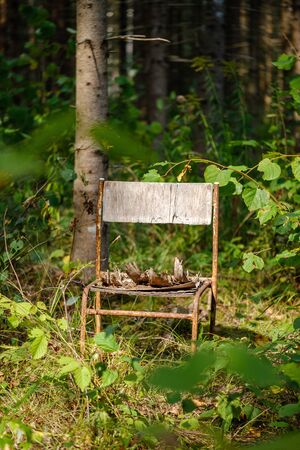 old wooden metal chair in the green forest in summerの写真素材