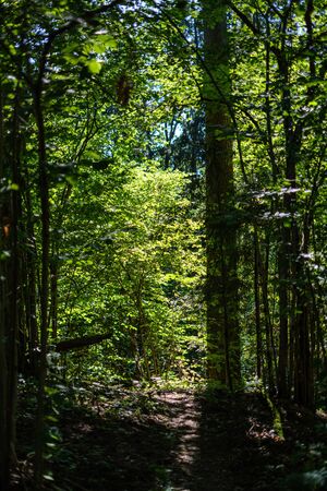 chaotic lush forest detail abstract texture of old and new wood trunks. trees with green foliage in autumn wet dayの写真素材