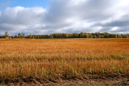countryside fields and meadows in autumn. scenic view landscape in Latvia country with forest in backgroundの写真素材