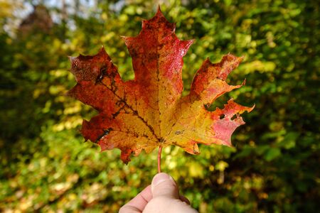 red mapple leaf on green background. male hand holding leavesの写真素材