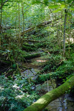 chaotic lush forest detail abstract texture of old and new wood trunks. trees with green foliage in autumn wet dayの写真素材