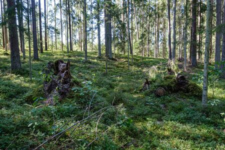 chaotic lush forest detail abstract texture of old and new wood trunks. trees with green foliage in autumn wet dayの写真素材