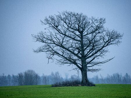 single large tree with no leaves isolated in green countryside meadow in cloudy autumn dusk downの写真素材