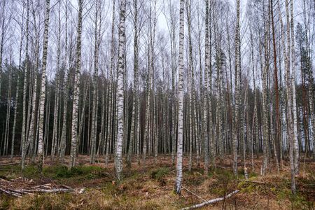 chaotic lush forest detail abstract texture of old and new wood trunks. trees with green foliage in autumn wet dayの写真素材