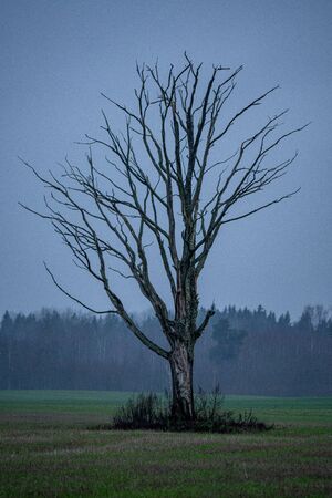 single large tree with no leaves isolated in green countryside meadow in cloudy autumn dusk downの写真素材