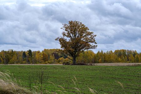 single large tree with no leaves isolated in green countryside meadow in cloudy autumn dusk downの写真素材