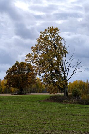 single large tree with no leaves isolated in green countryside meadow in cloudy autumn dusk downの写真素材