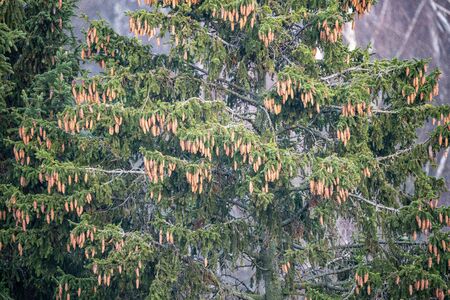 spruce tree with cones in autumn. wet dayの写真素材