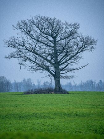 single large tree with no leaves isolated in green countryside meadow in cloudy autumn dusk downの写真素材