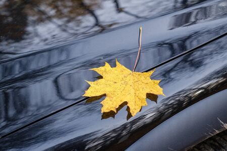 yellow mapple leaf on black car polish with reflectionsの写真素材
