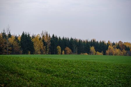 countryside fields and meadows in autumn. scenic view landscape in Latvia country with forest in backgroundの写真素材