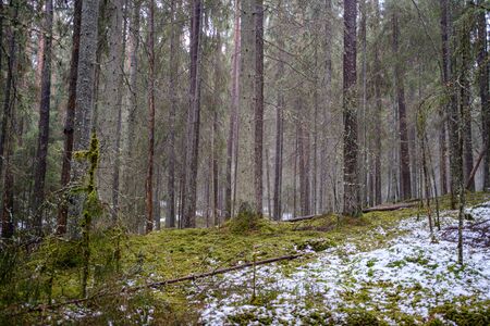 moss covered pine and spruce tree dark forest in winter with some earlie snowの写真素材