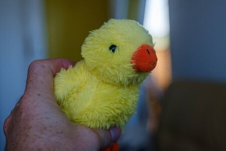 yellow toy duck in hand hold by a manの写真素材