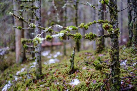 moss covered pine and spruce tree dark forest in winter with some earlie snowの写真素材