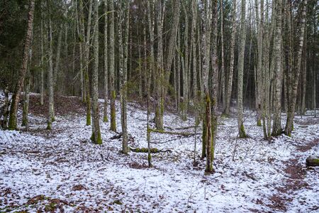 moss covered pine and spruce tree dark forest in winter with some earlie snowの写真素材