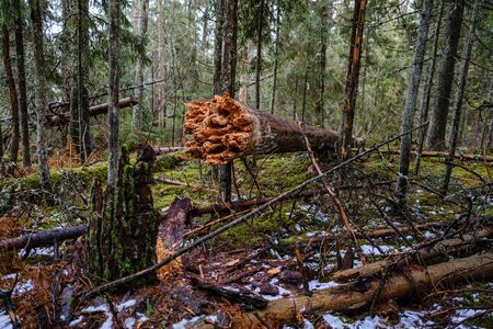 old broken tree trunk stump covered with moss in wet forest in autumnの写真素材