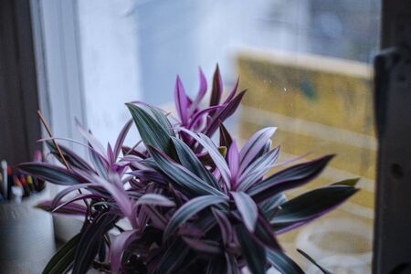 room plant with violet leaves on the window in summerの写真素材