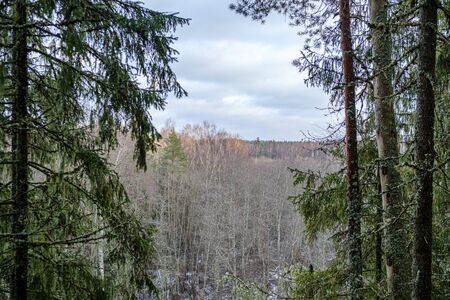 moss covered pine and spruce tree dark forest in winter with some earlie snowの写真素材