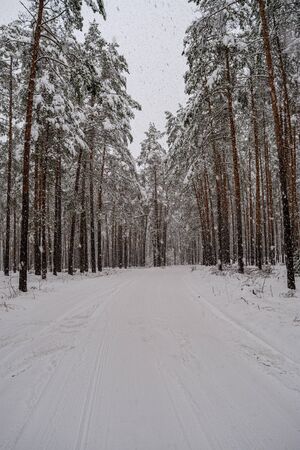 forest in snowy day in winter trees covered in snow. dark sky dayの写真素材
