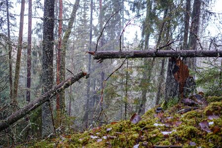 old broken tree trunk stump covered with moss in wet forest in autumnの写真素材