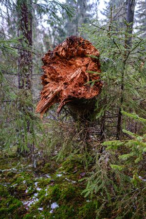 old broken tree trunk stump covered with moss in wet forest in autumnの写真素材