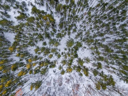 winter forest from above. Drone aerial image of winter trees. textured woodsの写真素材