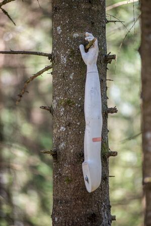 human hand hanging on the tree branch in summerの写真素材