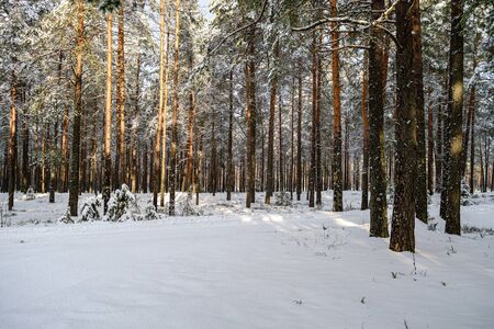 forest in snowy day in winter trees covered in snow. dark sky dayの写真素材