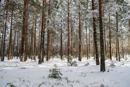forest in snowy day in winter trees covered in snow. dark sky dayの写真素材