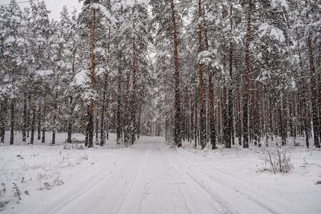 forest in snowy day in winter trees covered in snow. dark sky dayの写真素材