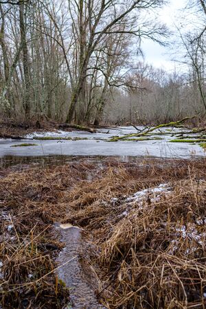 half frozen river in late autumn with trees with no leaves.  partial ice cover over river Gauja in Latviaの写真素材
