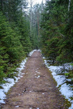 dark forest road in winter with partial snow and green moss. gravel dustの写真素材