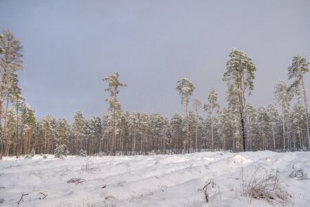 forest in snowy day in winter trees covered in snow. dark sky dayの写真素材
