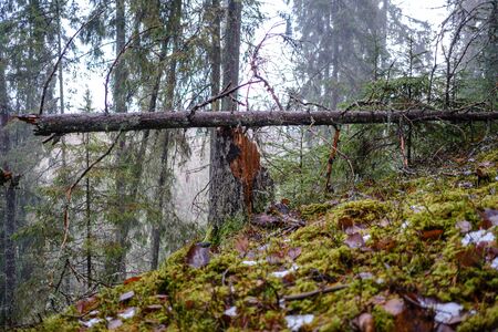 old broken tree trunk stump covered with moss in wet forest in autumnの写真素材