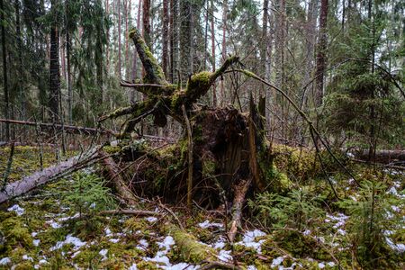 old broken tree trunk stump covered with moss in wet forest in autumnの写真素材