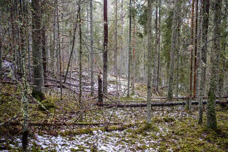 old broken tree trunk stump covered with moss in wet forest in autumnの写真素材
