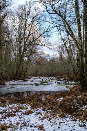 half frozen river in late autumn with trees with no leaves.  partial ice cover over river Gauja in Latviaの写真素材