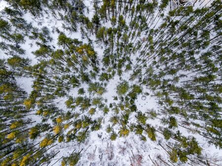 winter forest from above. Drone aerial image of winter trees. textured woodsの写真素材