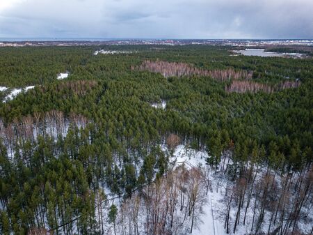 winter forest from above. Drone aerial image of winter trees. textured woodsの写真素材